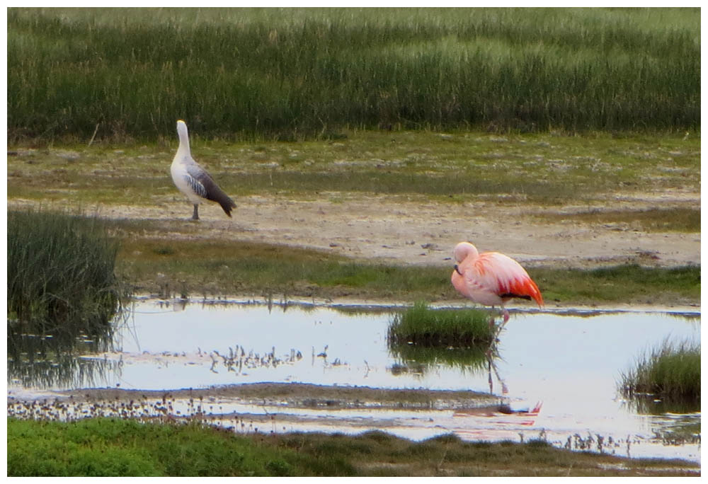 Magellangans (Cauquén común, Chloephaga picta) und ein Chileflamingo (Flamenco austral, Phoenicopterus chilensis)