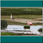 El Calafate, Flamingo am Lago Argentino