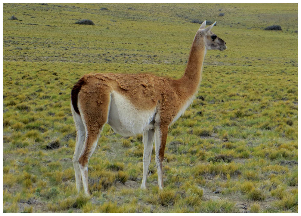 Guanako in der Pampa