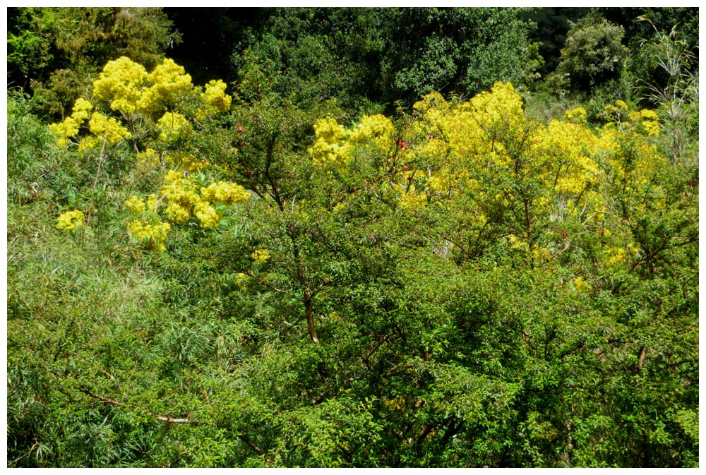 Palpalén, Palo de Yegua, Acrisione denticulata