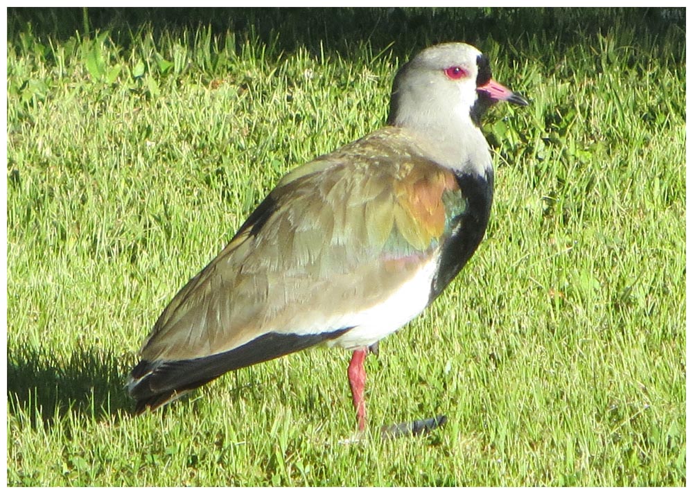 Vanellus chilensis, Treile, Queltehue, Bronzekiebitz