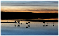 Salar de Atacama Flamingos