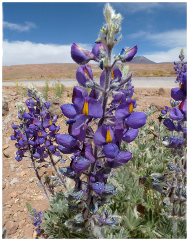 Andenlupine-Lupinus-mutabilis-cruckshanksii-Lupino-Chocho