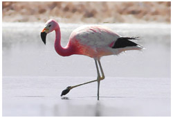 Andenflamingo