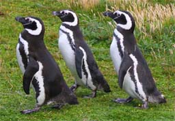 Pingüinos magallanicos