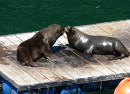 Valdivia, Lobos marinos