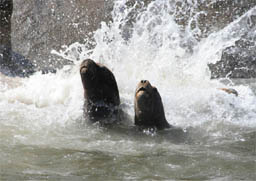 Sealions