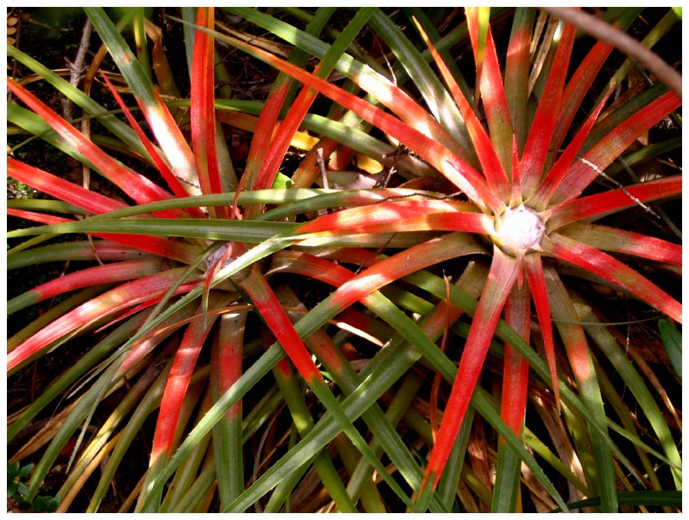 Tour zu Seelöwen bei Caleta La Arena, Caleta La Arena, Bromelie, Bromeliaceae, Fascicularia bicolor, Chupalla