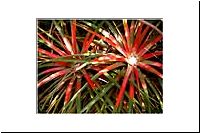 25-ul-0482-1-Caleta-La-Arena-Caleta-La-Arena-Bromelie-Bromeliaceae-Fascicularia-bicolor-Chupalla-rot-fl.jpg