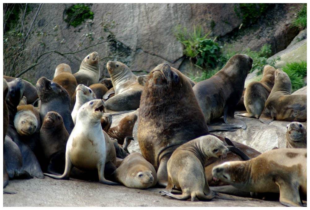 Caleta La Arena, Seeloewen, Lobos marinos, Macho