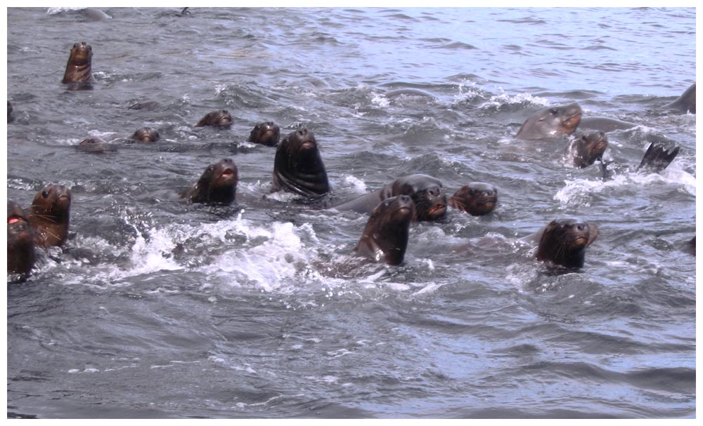 Caleta La Arena, Seelöwentour, Lobos Marinos im Wasser