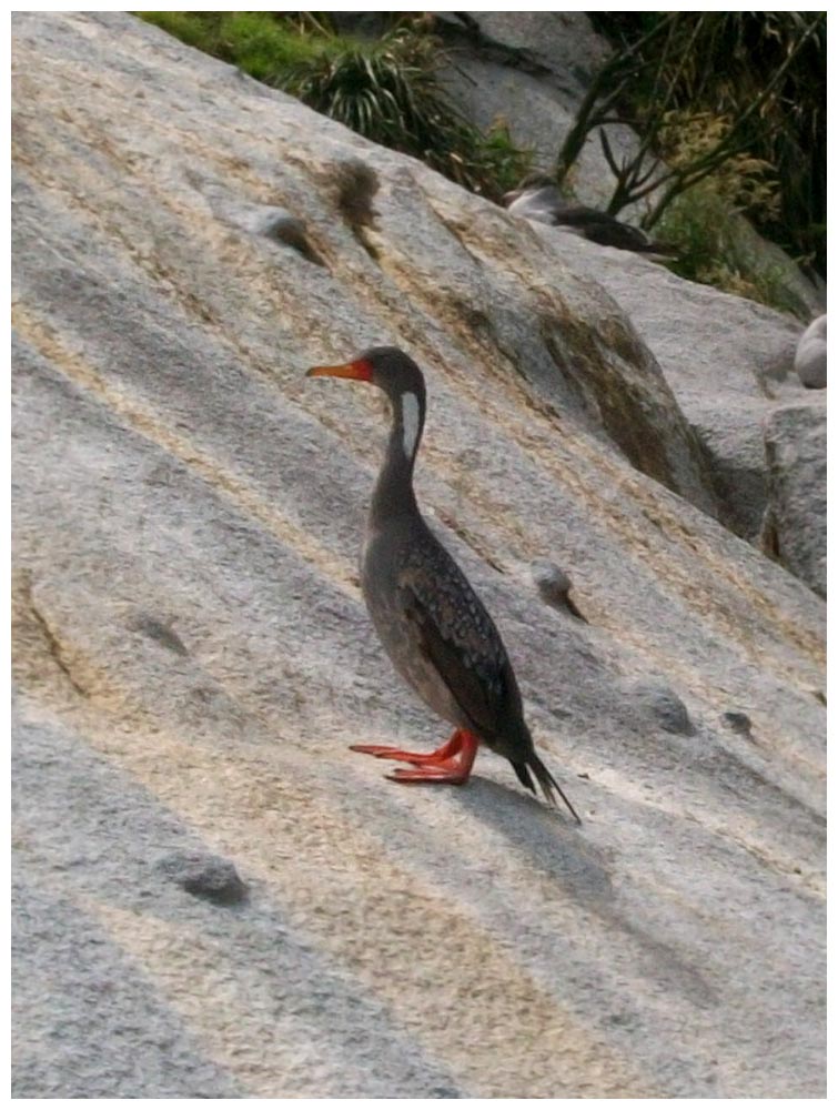 Caleta La Arena, Lile, Rotfusskormoran, Phalacrocorax gaimardi