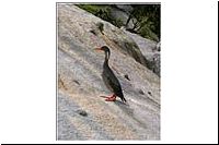 90-ev-1280253-1-Caleta-La-Arena-Bootsfahrt-zu-den-Seeloewen-Lile-Rotfusskormoran-Phalacrocorax-gaimardi-vo.jpg