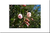 24-ev-1170086-1-Saltos-de-Petrohue-Murta-Murtilla-Chilenische-Guave-Ugni-molinae-Blueten-weiss-rosa-fl.jpg