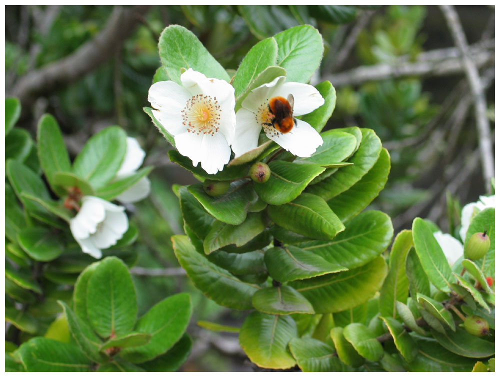 Petrohué, Ulmo, Eucryphia cordifolia, Chilenische Scheinulme am Weg zum Paso Desolación