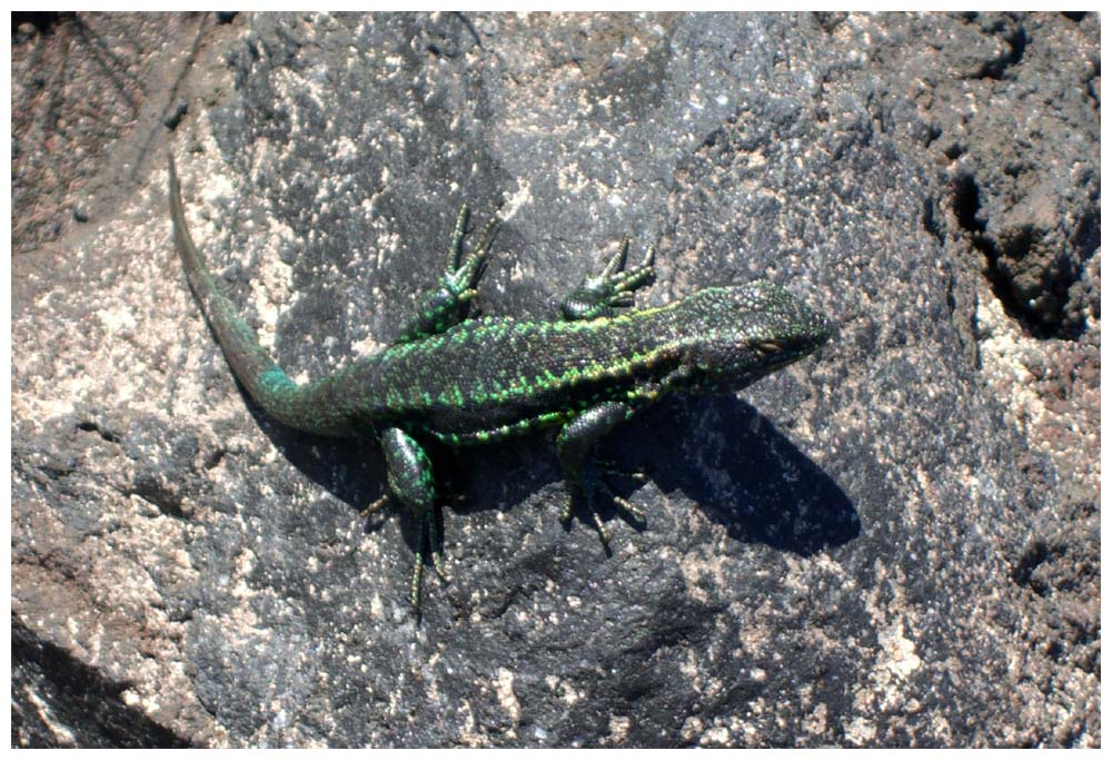 Paso Desolación, La Picada, Erdleguan, Eidechse, Liolaemus pictus pictus