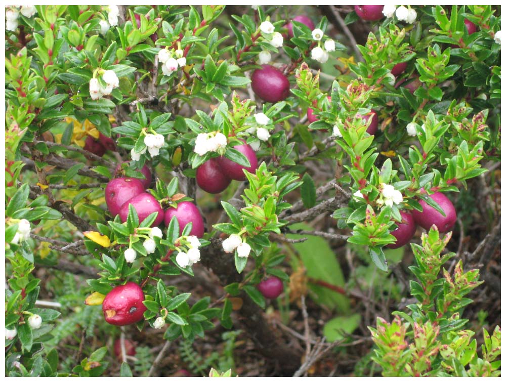 Paso Desolación, Chaura, chilenische Zwergscheinbeere, Gaultheria pumila