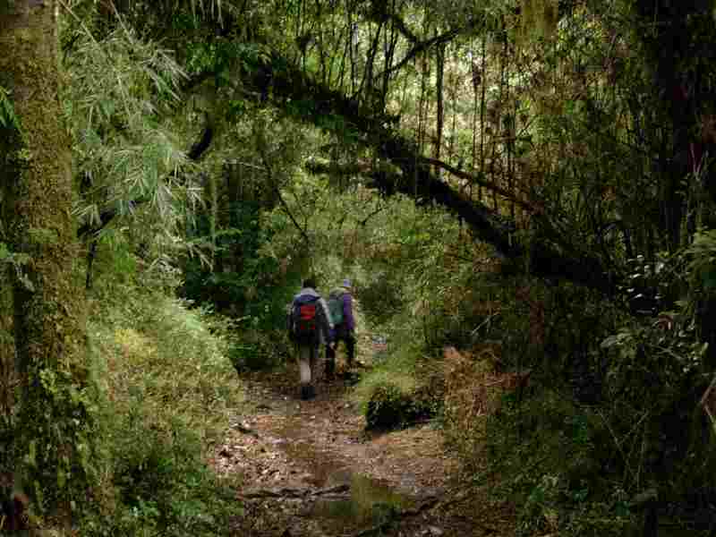 Parque Nacional Alerce Andino: Am Beginn der Carretera Austral nahe der Ortschaft Chamiza ist die Abzweigung zum Alerce Andino Nationalpark. . Mit ca. 40.000ha ist er das größte noch existierende Gebiet mit Valdivianischem Urwald, dem artenreichsten Nebelregenwald der Welt. Die Namensgeber des Parks, die Alerce-Bäume, sind gigantische Koniferen, verwandt mit dem kalifornischen Redwood. Die  ältesten von ihnen schätzt man  auf etwa 3600 Jahre.