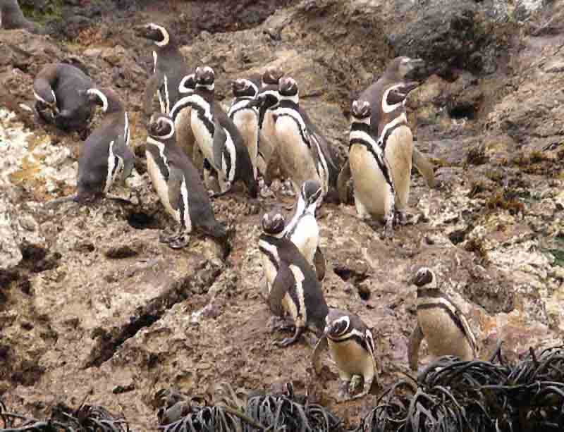 Chiloé,  Pinguine: Die drei kleinen Inseln von Puñihuil, ca 30km westlich von Ancud, sind alljährlich  Brutstätte für ca. 700 Magellan- und Humboldtpinguine. Touristen sollten Verständnis dafür haben, dass die chilenische Forstbehörde CONEF ein Betretungsverbot für die Inseln ausgesprochen hat. Mit Booten kommt man sicher nahe genug an die scheuen Tiere heran, um hervorrragende Fotos machen zu können.