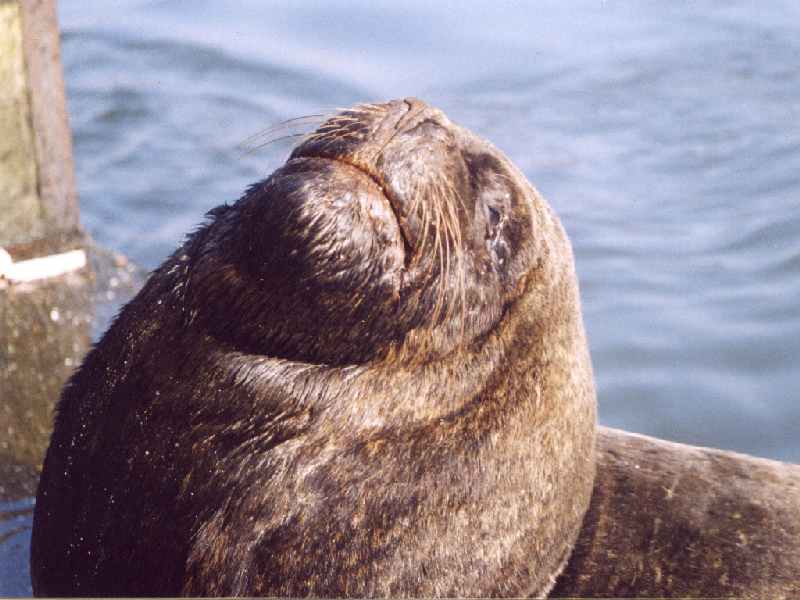 Valdivia   Lobo, Seehund: Seehund oder Seelöwe? Hunds- oder Ohrenrobben? Eine kleine Nachhilfestunde in Zoologie gef.ällig? Zu den ersteren gehören die Seehunde, zu den letzteren die Seelöwen. Man braucht nur hin zu schauen. Seehunde haben keine Ohren, Seelöwen dagegen schon. So einfach ist das. Die Tiere hier auf dem Foto warten jedenfalls neben dem Fischmarkt der chilenischen Stadt Valdivia auf Abfälle, die ihnen von den Marktverkäufern zugeworfen werden.