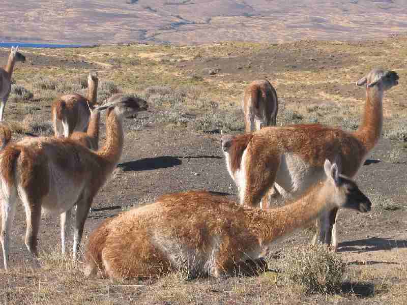 Guanakos im Nationalpark Torres del Paine: Vier Arten von Lamas gibt es in Südamerika: Die domestizierten Llamas und Alpacas sowie die wilden Vicuñas und Guanacos. Während die Vicuñas die Hochgebirgsflächen der Anden bevorzugen, trifft man die Guanacos, deren Population heute auf rund 650.000 Tiere geschätzt wird, in den unterschiedlichsten Gebieten zwischen Ecuador und dem kalten und rauen Süden von Chile und Argentinien an.