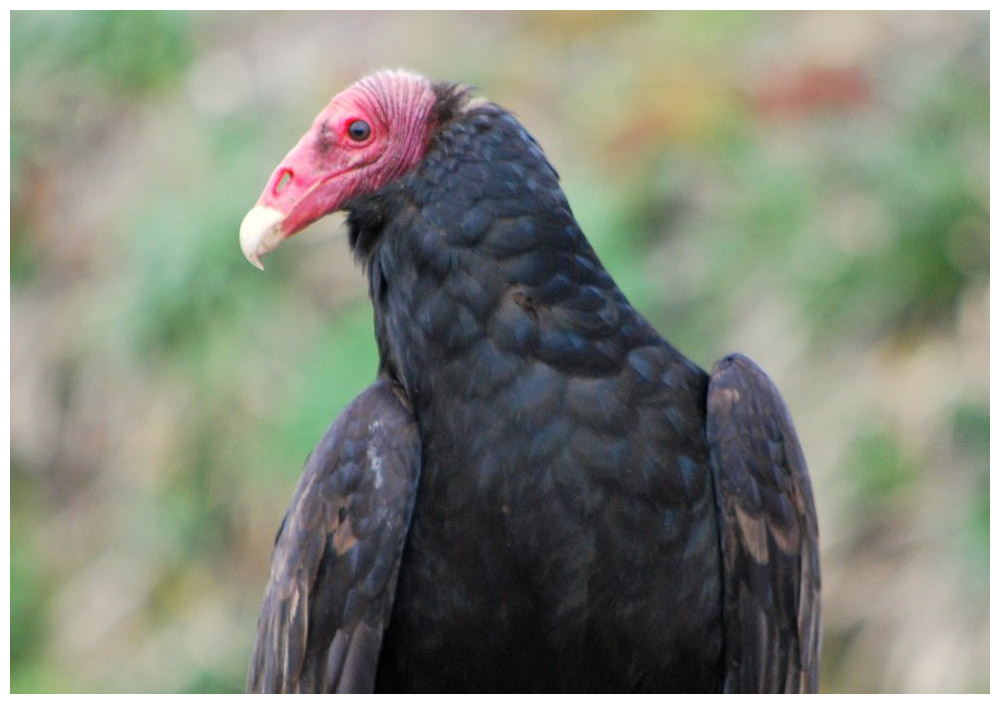 Jote de cabeza colorada, Truthahngeier, Turkey Vulture, Cathartes aura