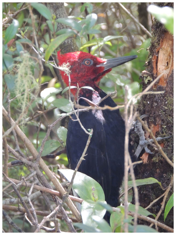 Carpintero negro, Macho, Campephilus magellanicus, Magellanic Woodpecker