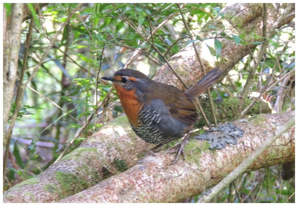 Scelorchilus rubecula, Chucao, Rothkehltapaculo, Chucao tapaculo