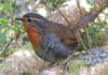 Chucao, Rotkehltapaculo, Scelorchilus rubecula