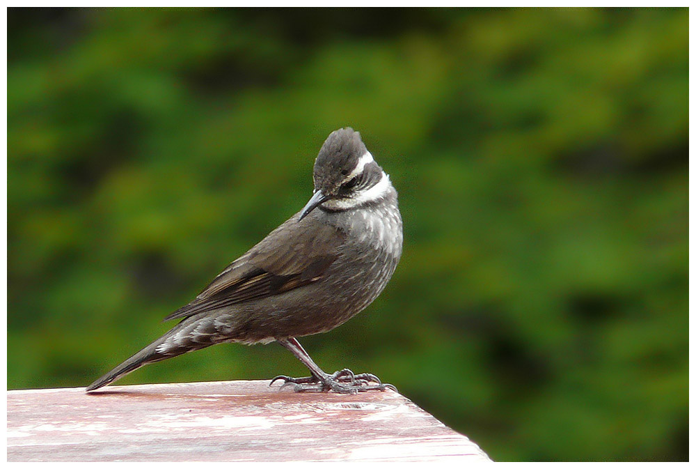 Churrete del Sur, Streifenbrust-Uferwipper, Cinclodes patagonicus patagonicus