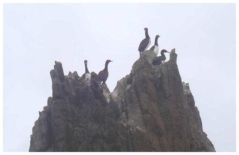 Cormoran de las rocas, Felsenscharbe, Phalacrocorax magellanicus