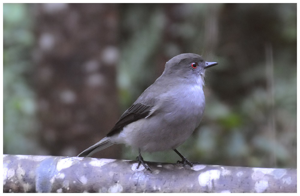 Xolmis pyrope, Feueraugentyrann, Diucn, Papamosca