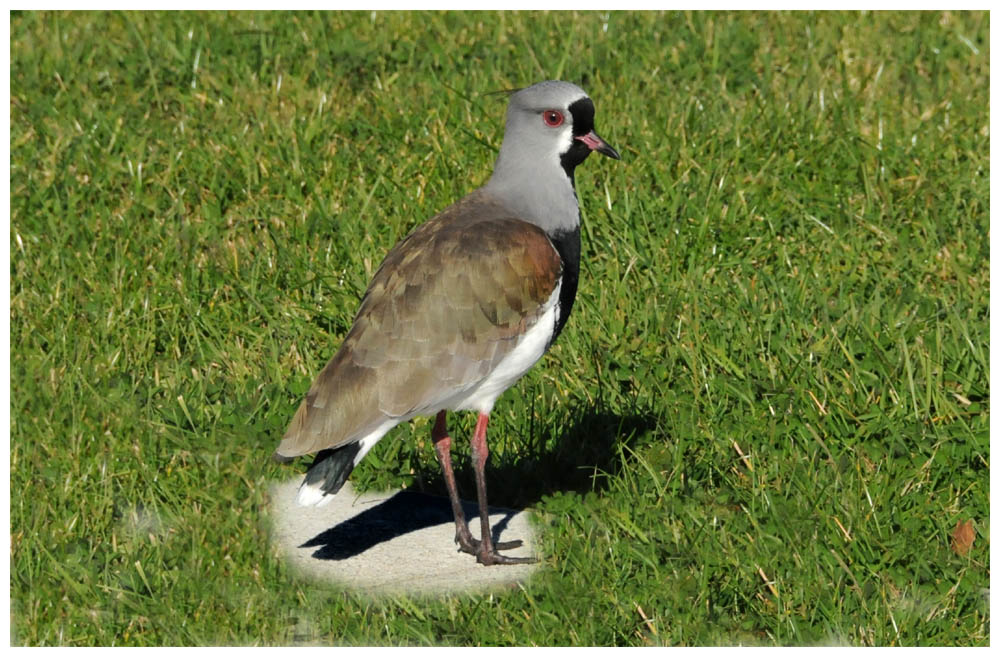 Vanellus chilensis, Treile, Queltehue, Bronzekiebitz, Southern Lapwing