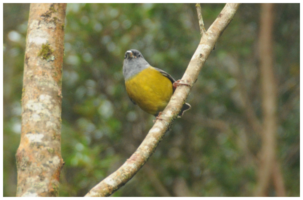 Magellanaemmerling, Cometocino, Patagonian sierra finch, Phrygilus patagonicus