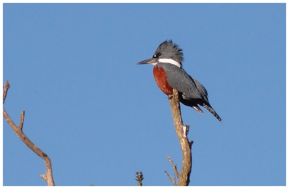 Eisvogel, Martin Pescador, Rotbrustfischer, Ceryle torquata stellata