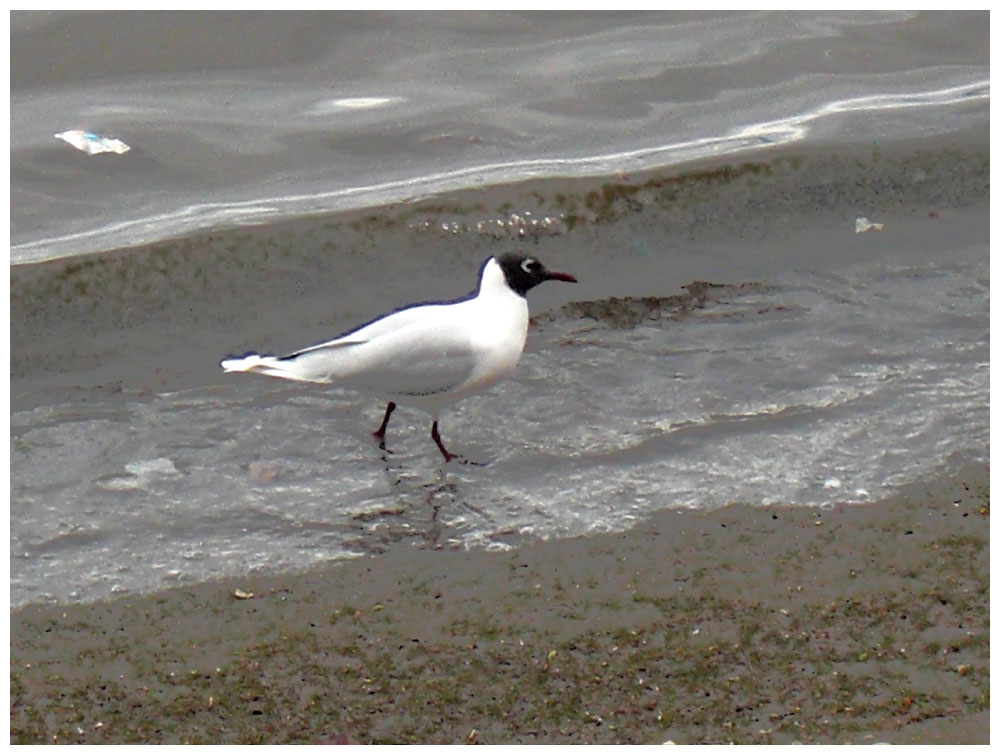 Gaviota cáhuil Patagonienmoewe Brown hooded Gull Larus maculipennis