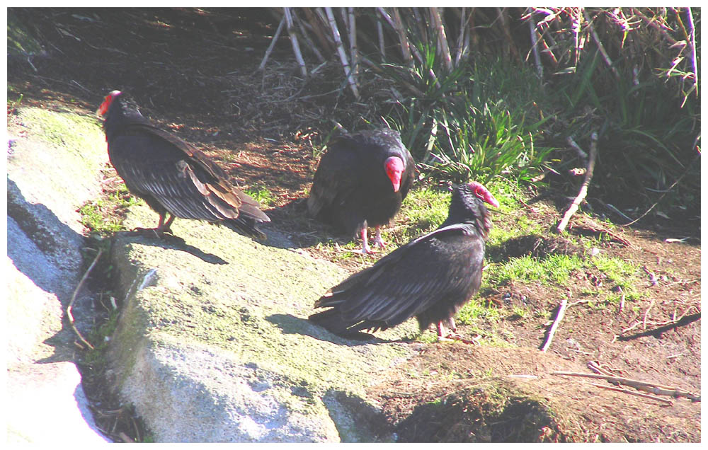 Jote de cabeza colorada, Truthahngeier, Turkey Vulture, Cathartes aura