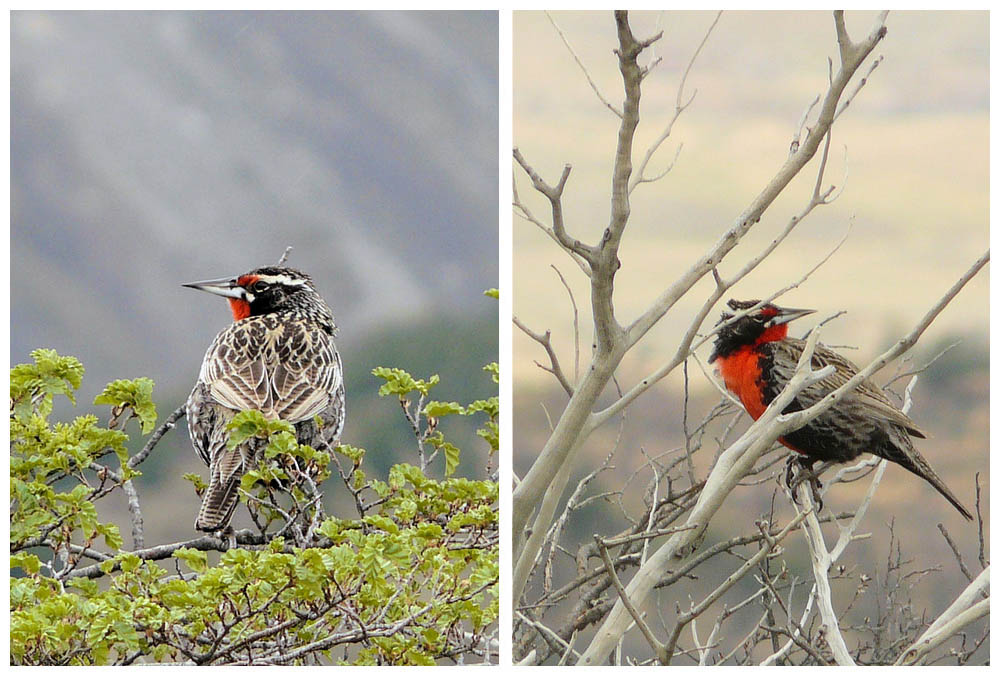 Lloica, Loica, Langschwanzstrling, Long-tailed Meadowlark, Sturnella loyca