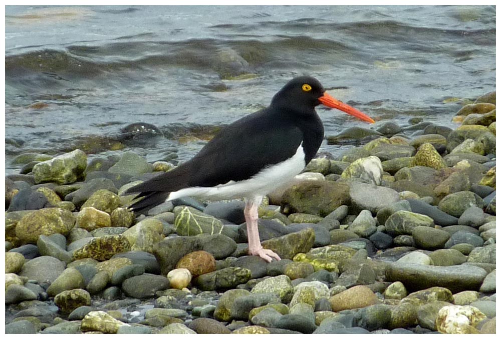 Pilpilén austral Magellan-Austernfischer Magellanic Oystercatcher Haematopus leucopodus