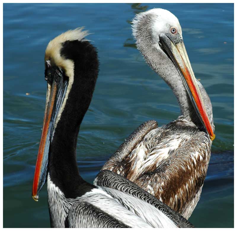 Pelicano chileno Chilepelikan Pelecanus thagus