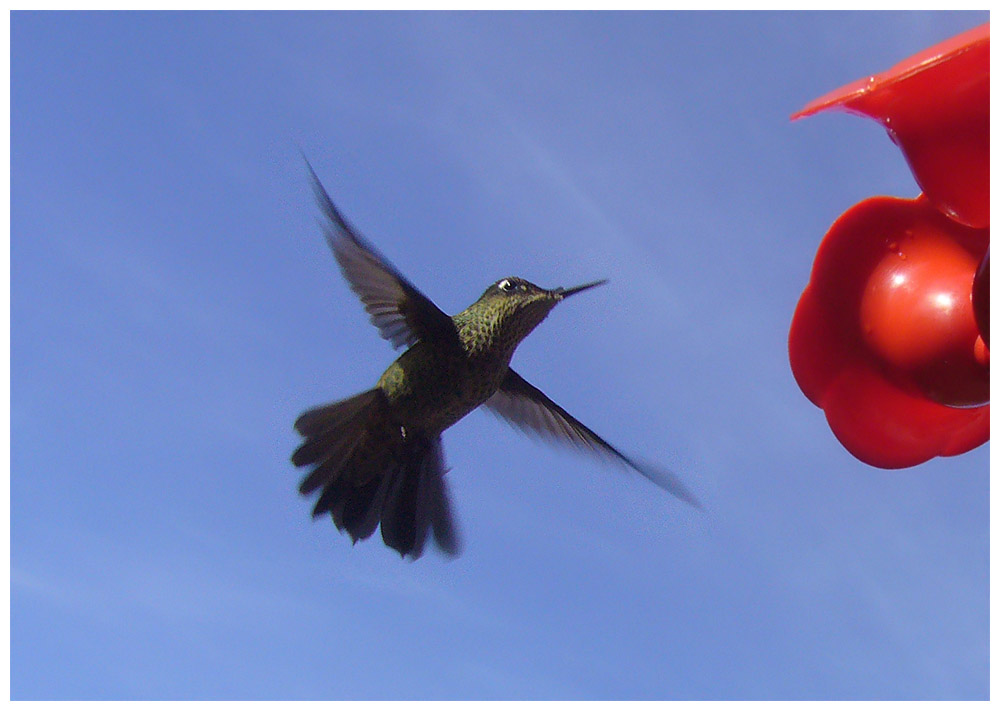  Picaflor, Chilekolibri, Chilean Hummingbird, Sephanoides sephanoides