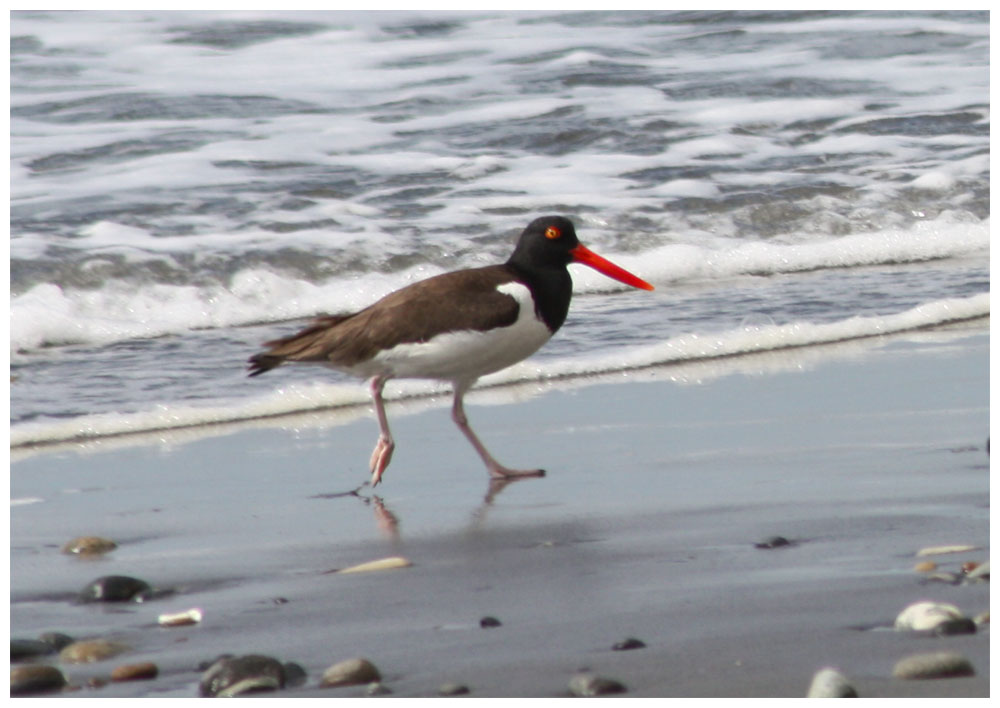 Pilpiln Comn. Amerikanischer Austernfischer, American Oystercatcher, Haematopus palliatus