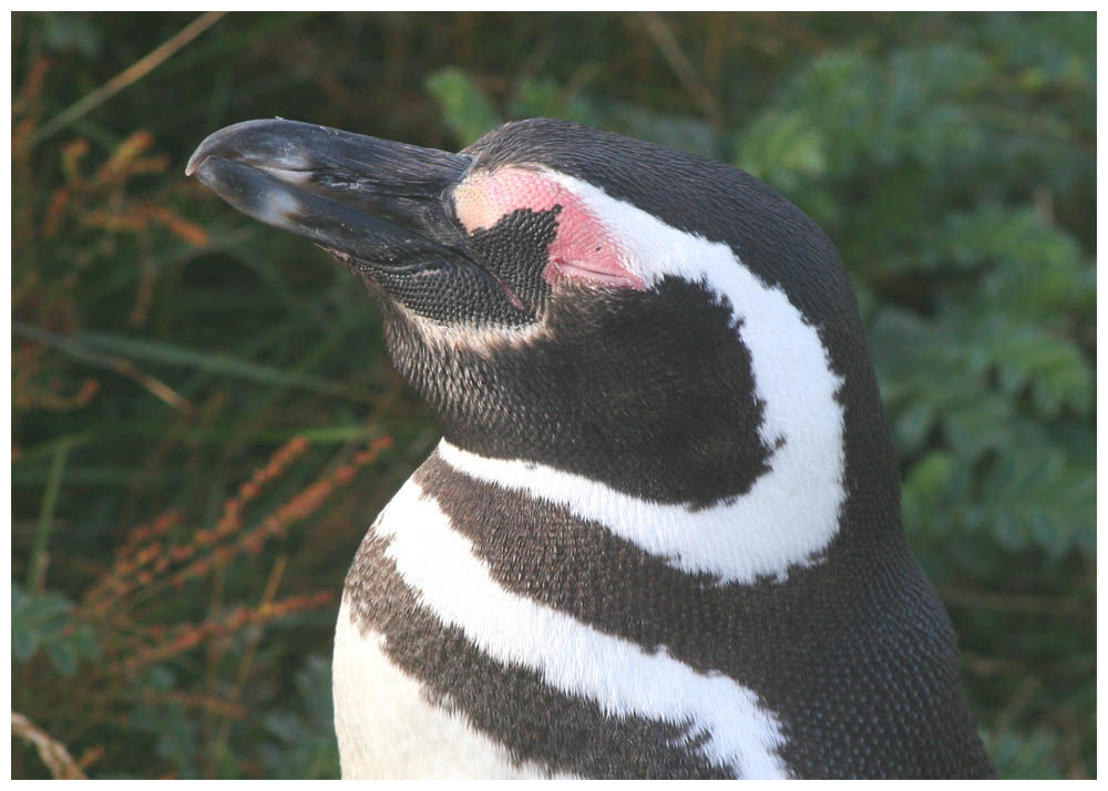 Pinguino magallanico, Magellanpinguin ,Spheniscus magellanicus