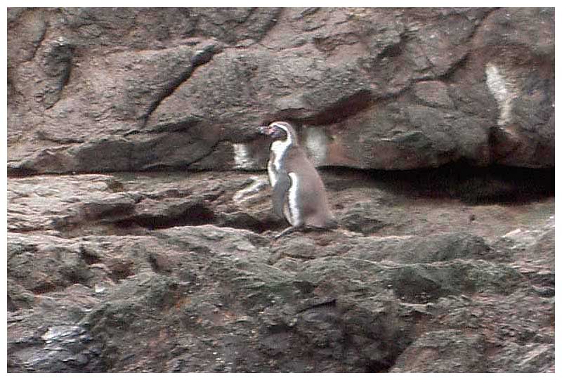 Pinguino de Humboldt Humboldtpinguin Spheniscus humboldti