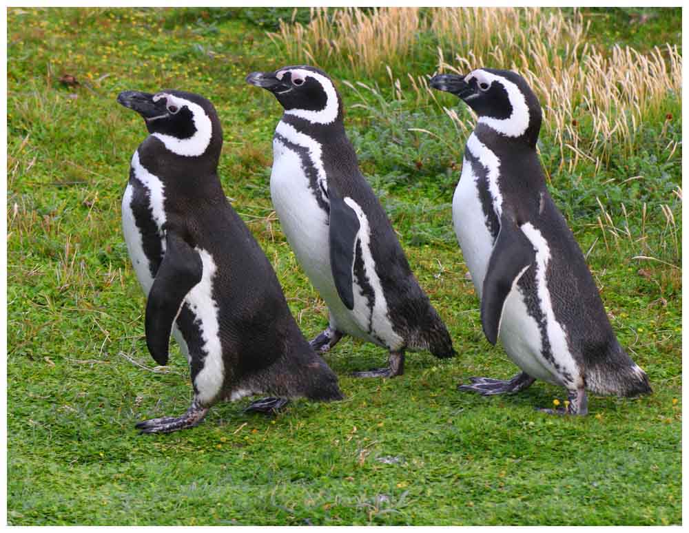 Pinguino magallanico, Magellanpinguin, Spheniscus magellanicus
