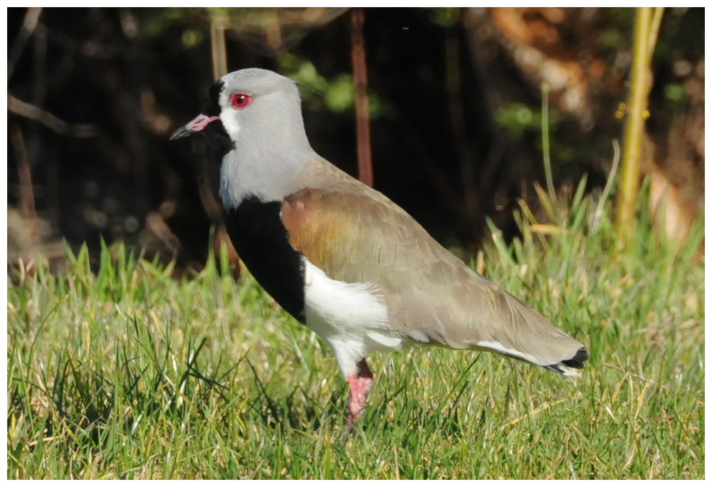 Vanellus chilensis, Treile, Queltehue, Bronzekiebitz, Southern Lapwing