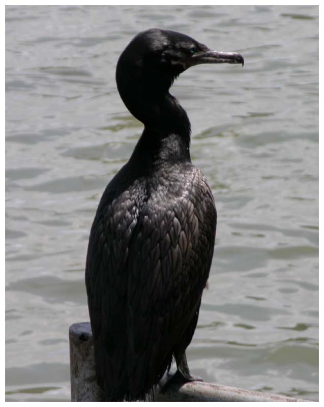 Yeco Olivenscharbe Phalacrocorax olivaceus