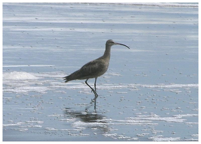 Zarapito Hudsonbrachvogel Numenius phaeopus hudsonicus