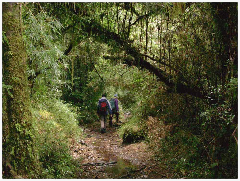 Nationalpark Alerce Andino