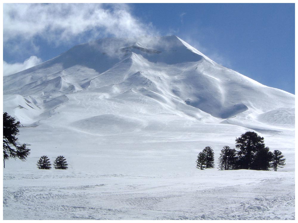 Araukarien im Winter beim Vulkan Lonquimay